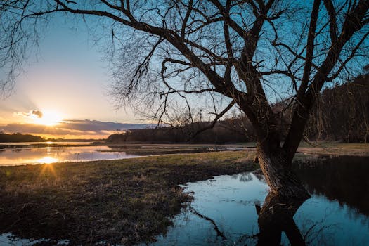 平静的湖面上，日落宁静，光秃秃的树木倒映水中，营造出田园诗般的景象