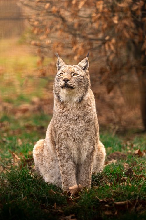 Free Eurasian lynx sitting gracefully in a lush autumn setting, showcasing its natural habitat. Stock Photo