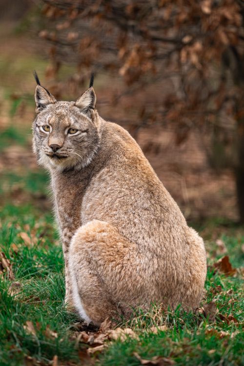 Free Eurasian lynx sitting amidst autumn foliage, showcasing its natural beauty and wilderness. Stock Photo