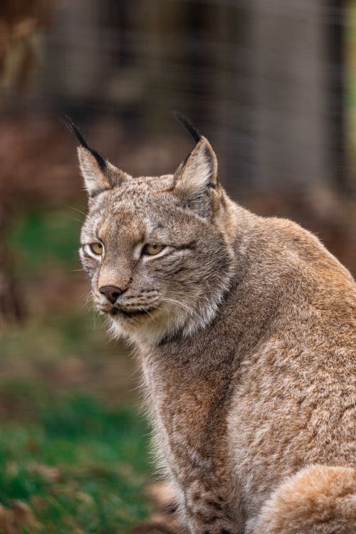 Free Close-up of a Eurasian lynx sitting outdoors in Leipzig wildlife park. Stock Photo