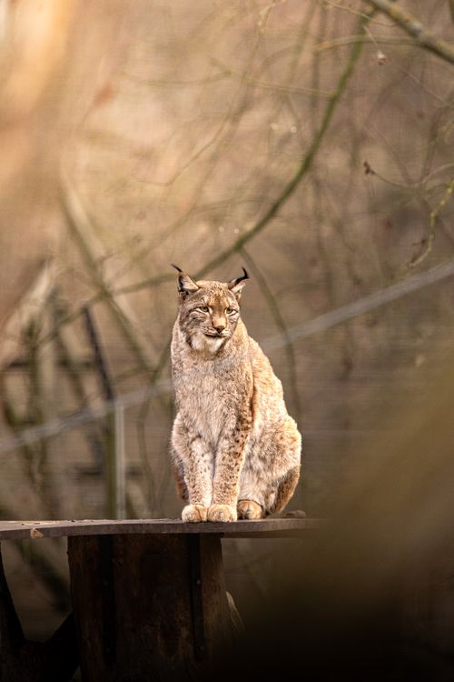 Free Eurasian Lynx (Lynx lynx) sitting calmly on a wooden platform in a natural setting. Stock Photo