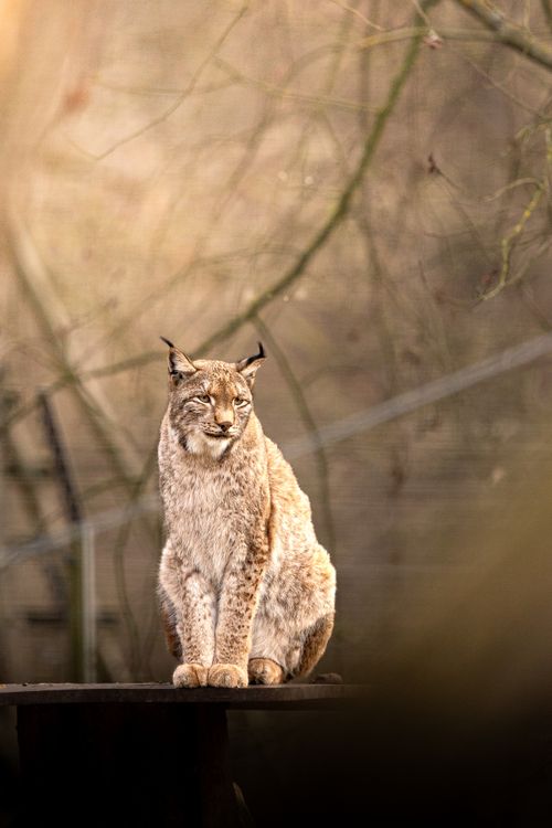 Free Eurasian lynx perched on a platform, blending into a natural outdoor setting in Leipzig, Germany. Stock Photo