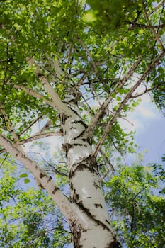 View from below a birch tree with bright green leaves against a blue sky.