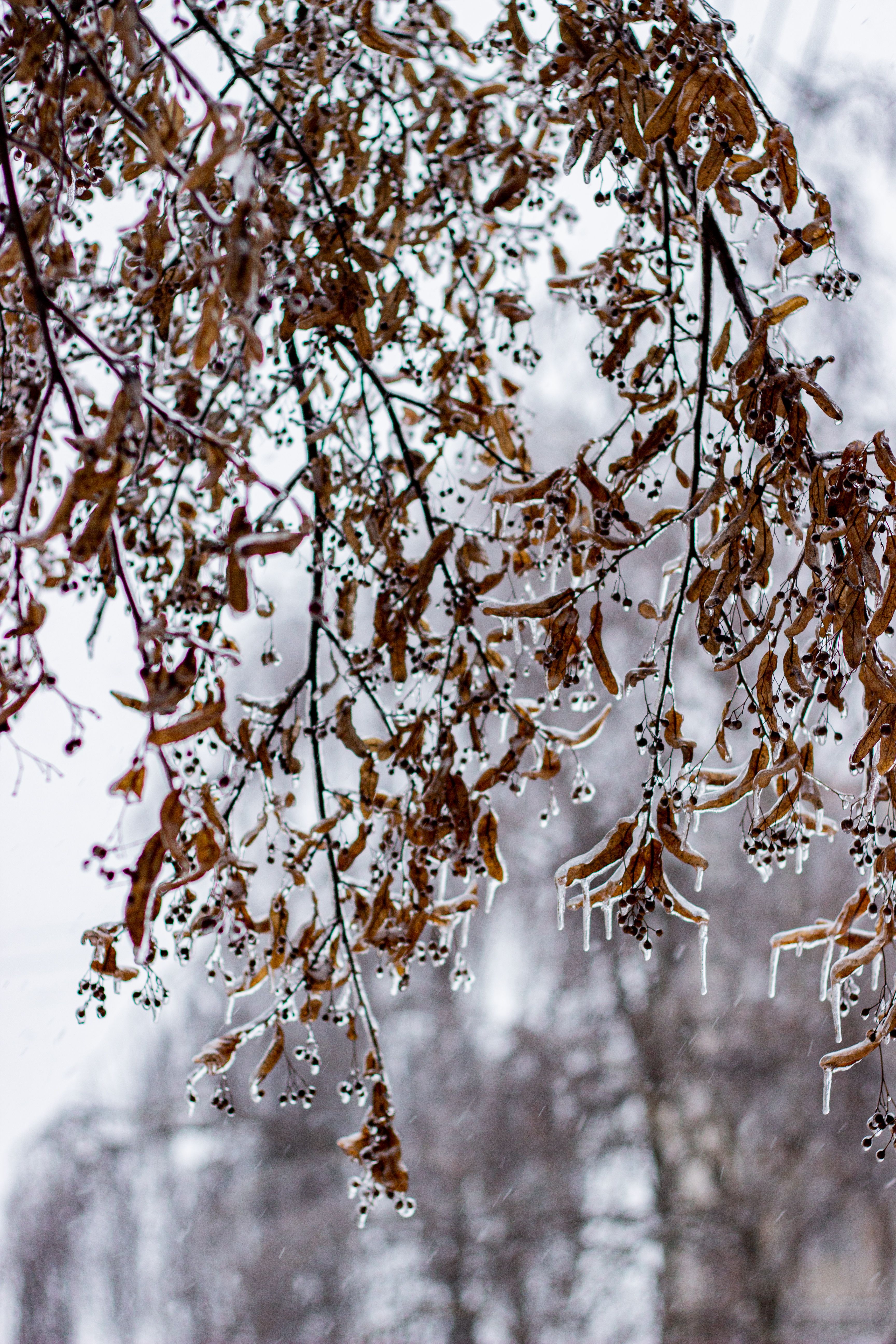 Close-up of icy branches with dried seeds draped in winter scenery.
