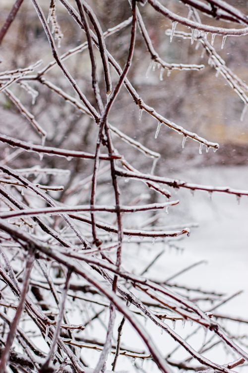 Free Close-up of icy branches with icicles, capturing the beauty of winter. Stock Photo