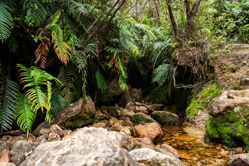 Free Tranquil forest stream surrounded by lush greenery and rocks in Waikato, New Zealand. Stock Photo