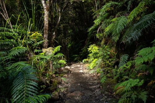 Free Discover a serene forest trail in Waikato, New Zealand, surrounded by vibrant greenery and natural beauty. Stock Photo
