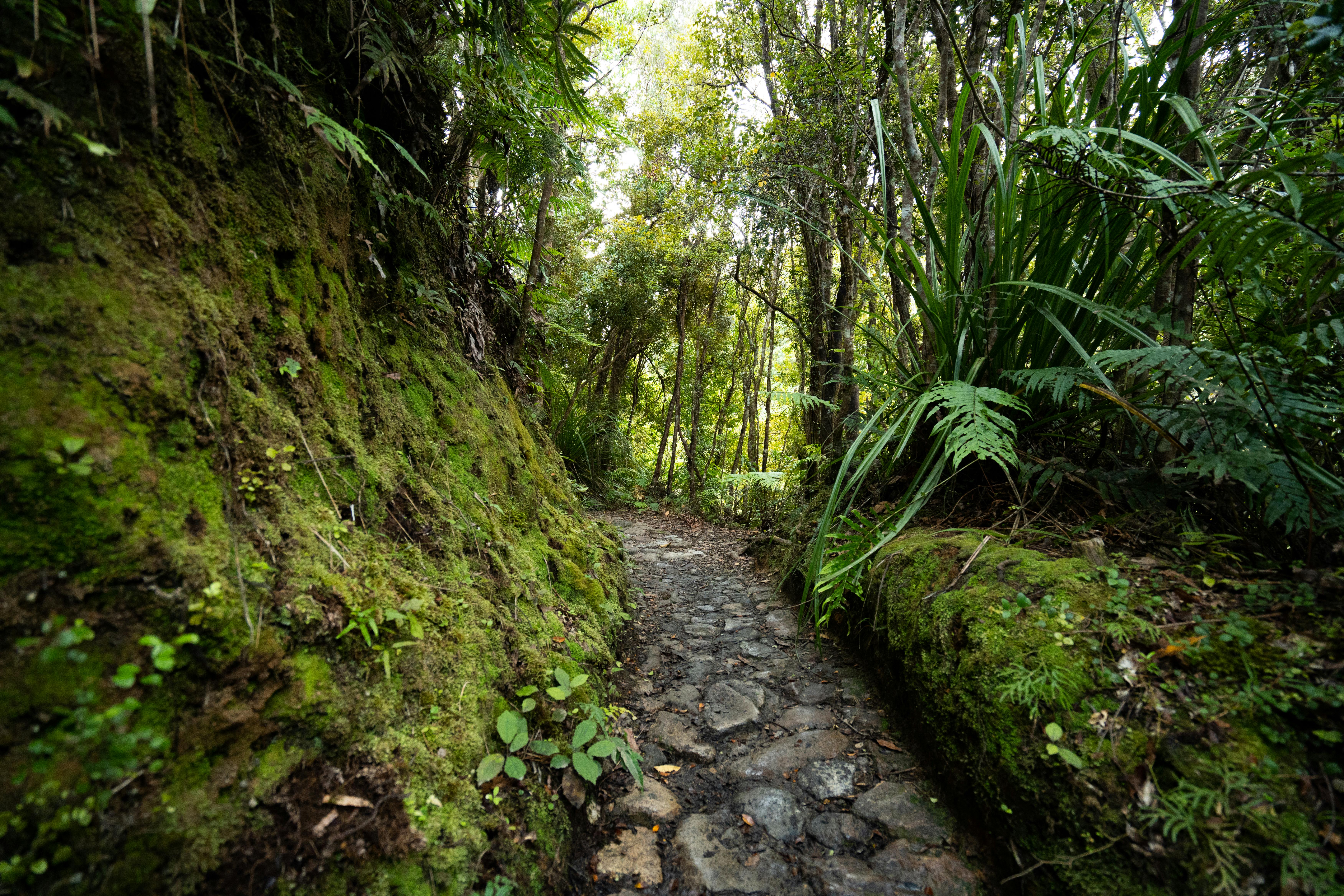 general travel new zealand tours — Photo by Gaurav Kumar on Pexels