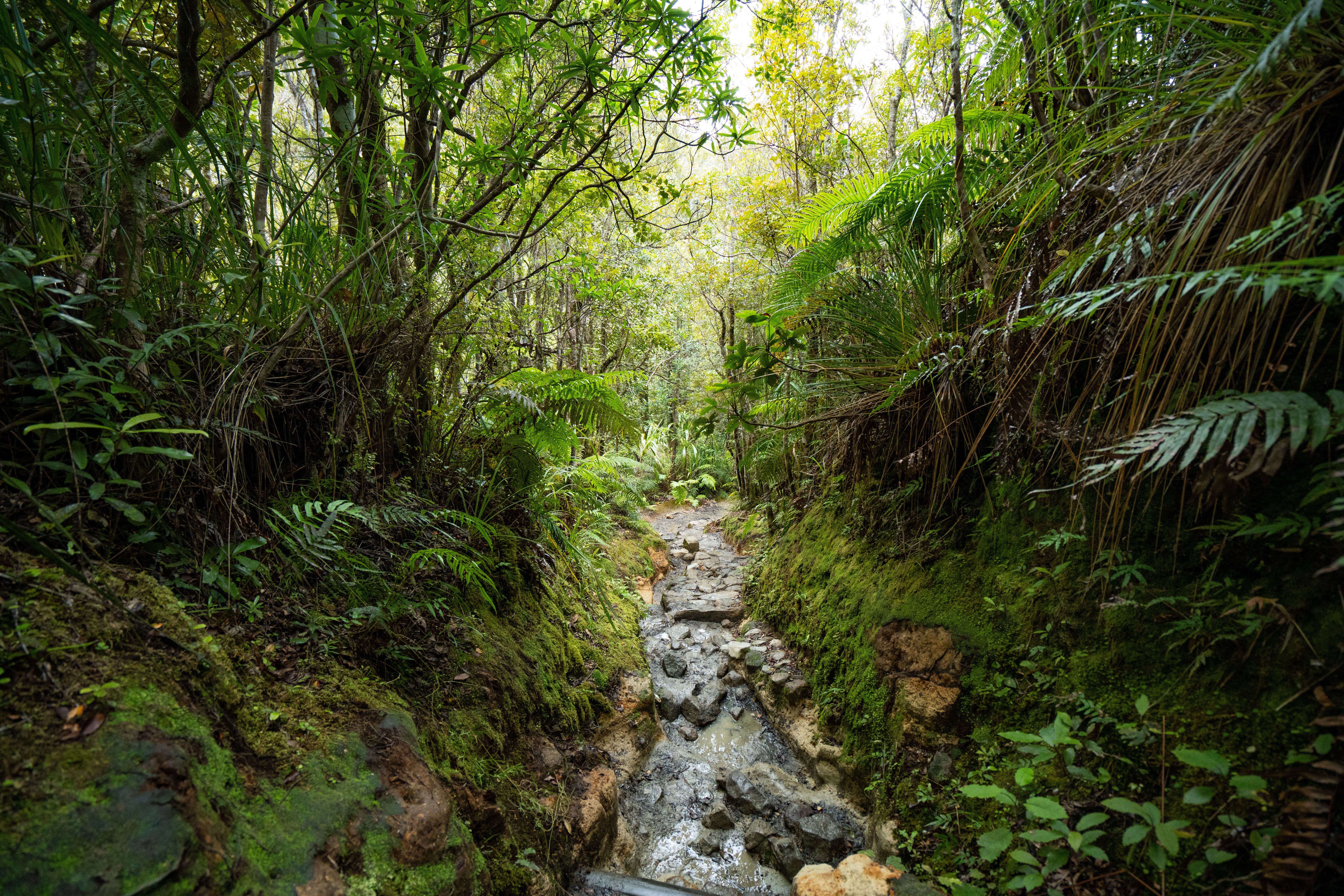 Hiking trail through dense rainforest with a waterfall in the distance