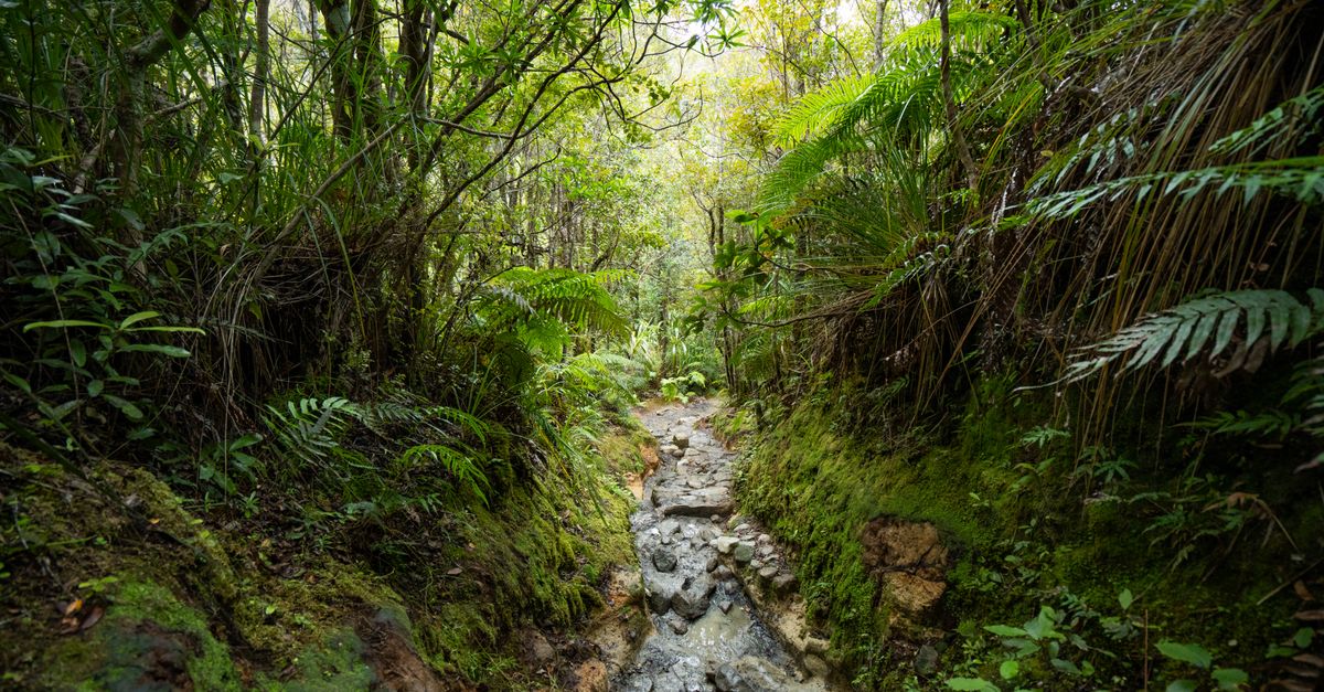 Hiking trail through dense rainforest with a waterfall in the distance