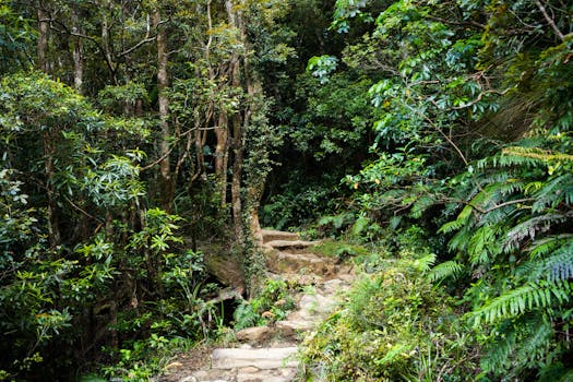 Un tranquillo sentiero nel bosco circondato da una vegetazione lussureggiante a Waikato, Nuova Zelanda.