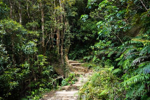 Free A tranquil forest pathway surrounded by lush greenery in Waikato, New Zealand. Stock Photo