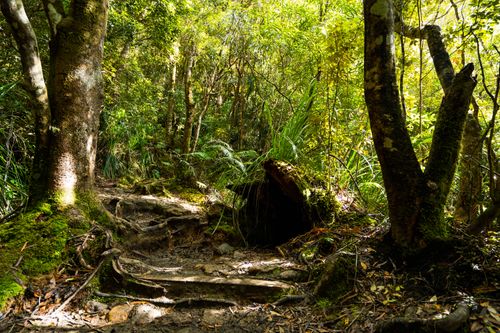 Free Explore the vibrant greenery and serene trails of Waikato, New Zealand. Stock Photo