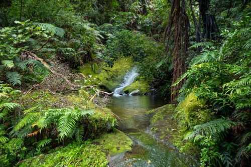 Free Serene stream surrounded by lush green ferns in Waikato, New Zealand forest. Stock Photo