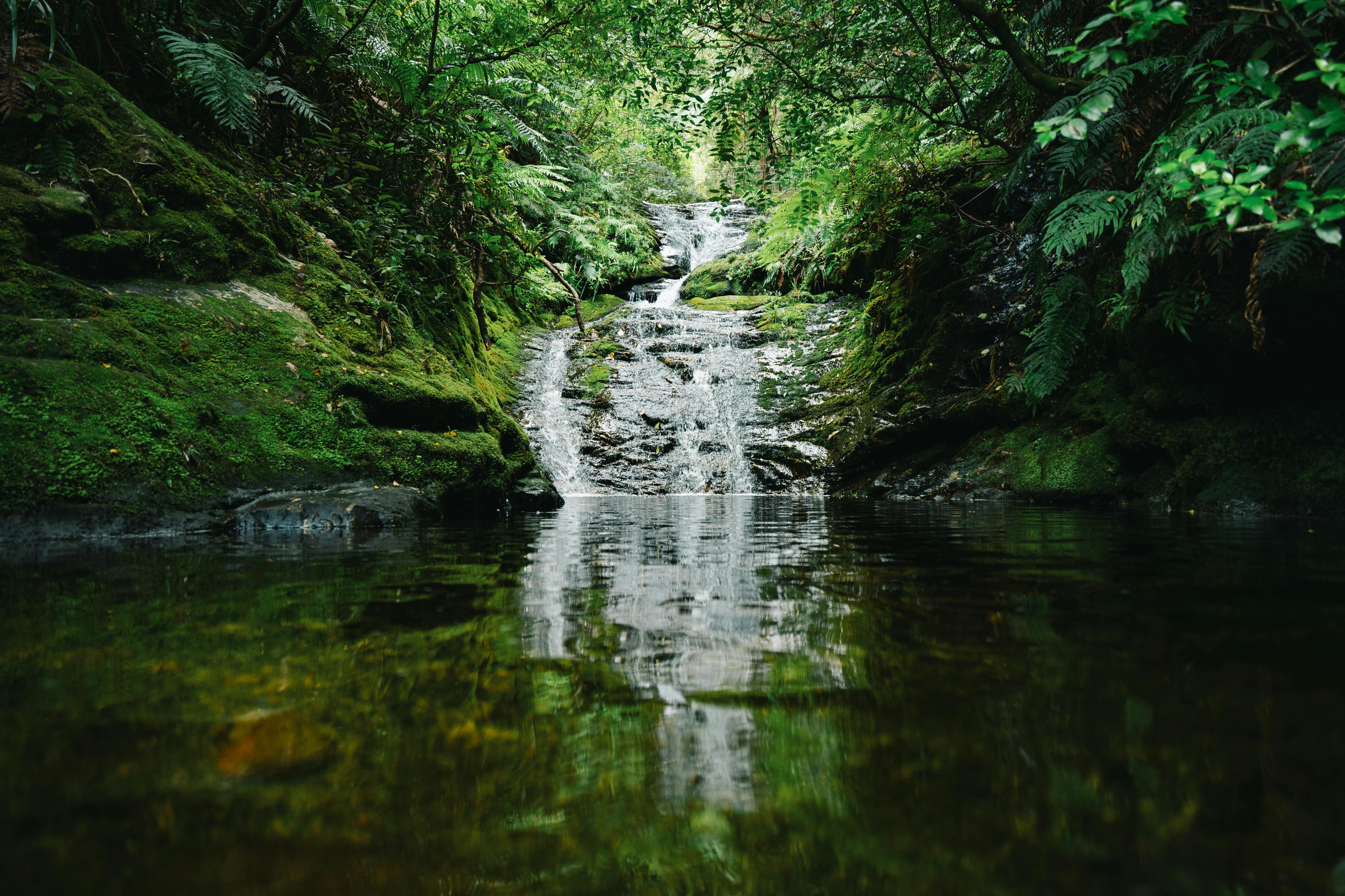 Latest Wildlife News: Unpacking the Ultimate Rivalry and Survival Tactics of African Lions and Hyenas