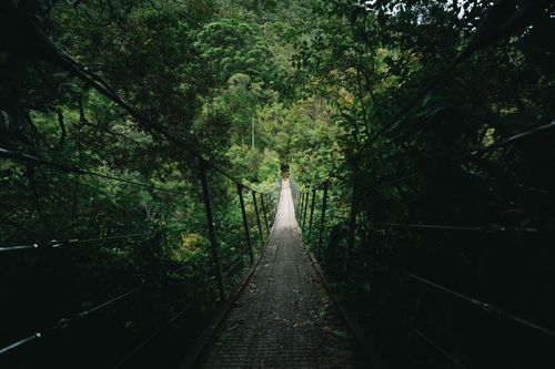 Free Explore the serene beauty of a suspension bridge amidst New Zealand's lush Waikato forest. Stock Photo