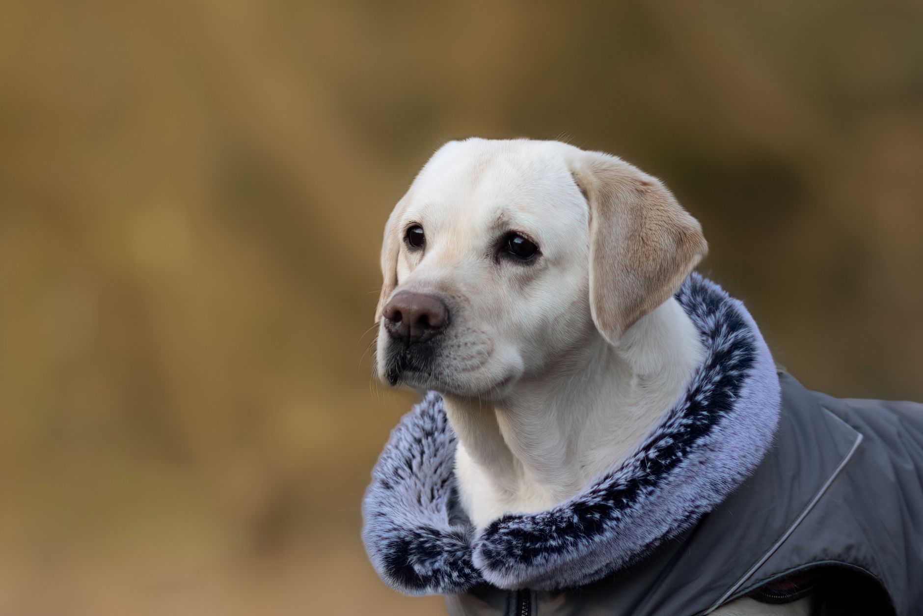 Top Dog Booties for Winter Protection (2026) – Durable, Warm, and Paw-Safe Picks for Cold Weather