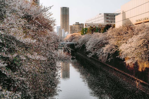 Beautiful cherry blossoms line the Meguro River in Tokyo during spring.