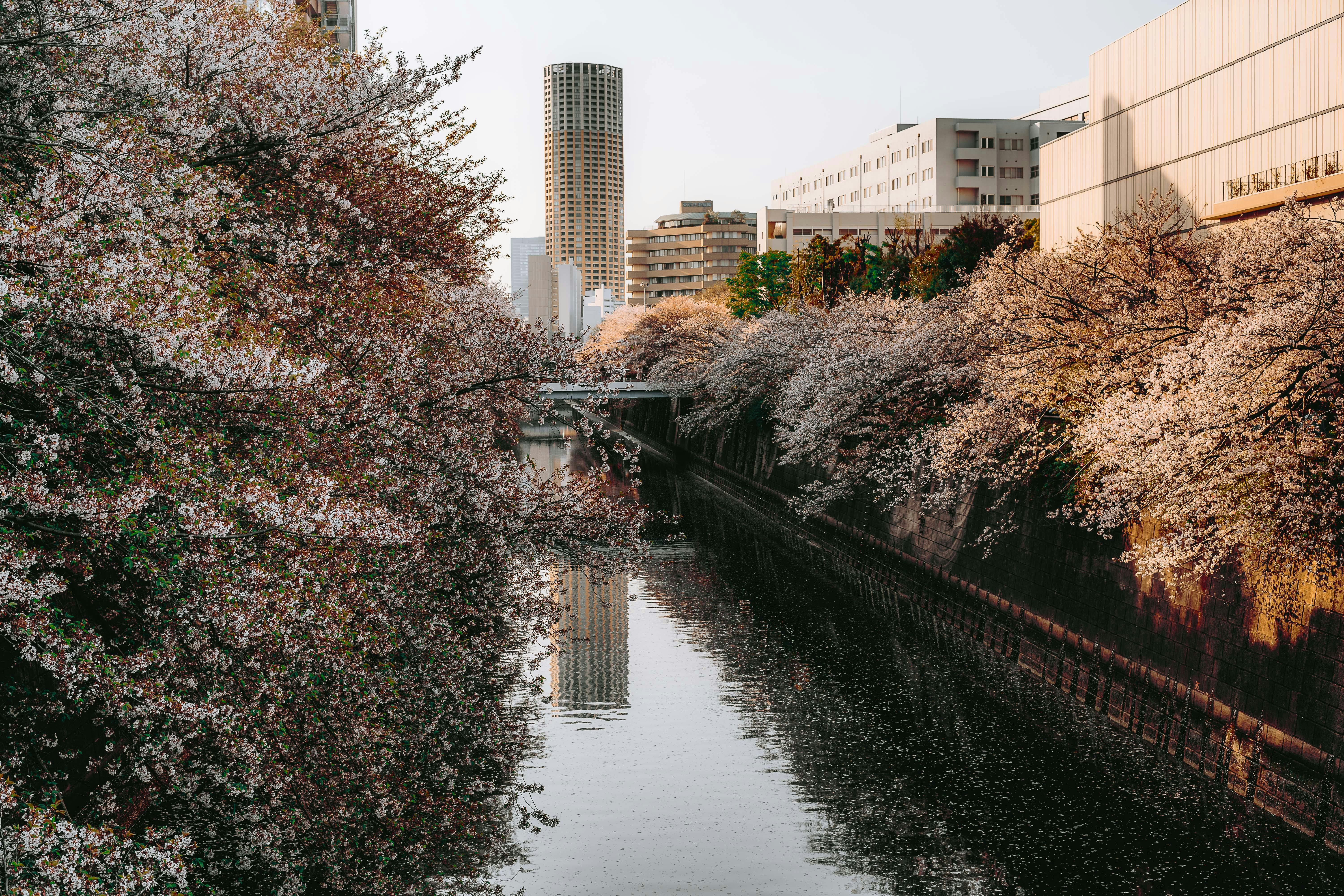 Gratis Bunga sakura yang indah menghiasi tepi Sungai Meguro di Tokyo selama musim semi. Foto Stok