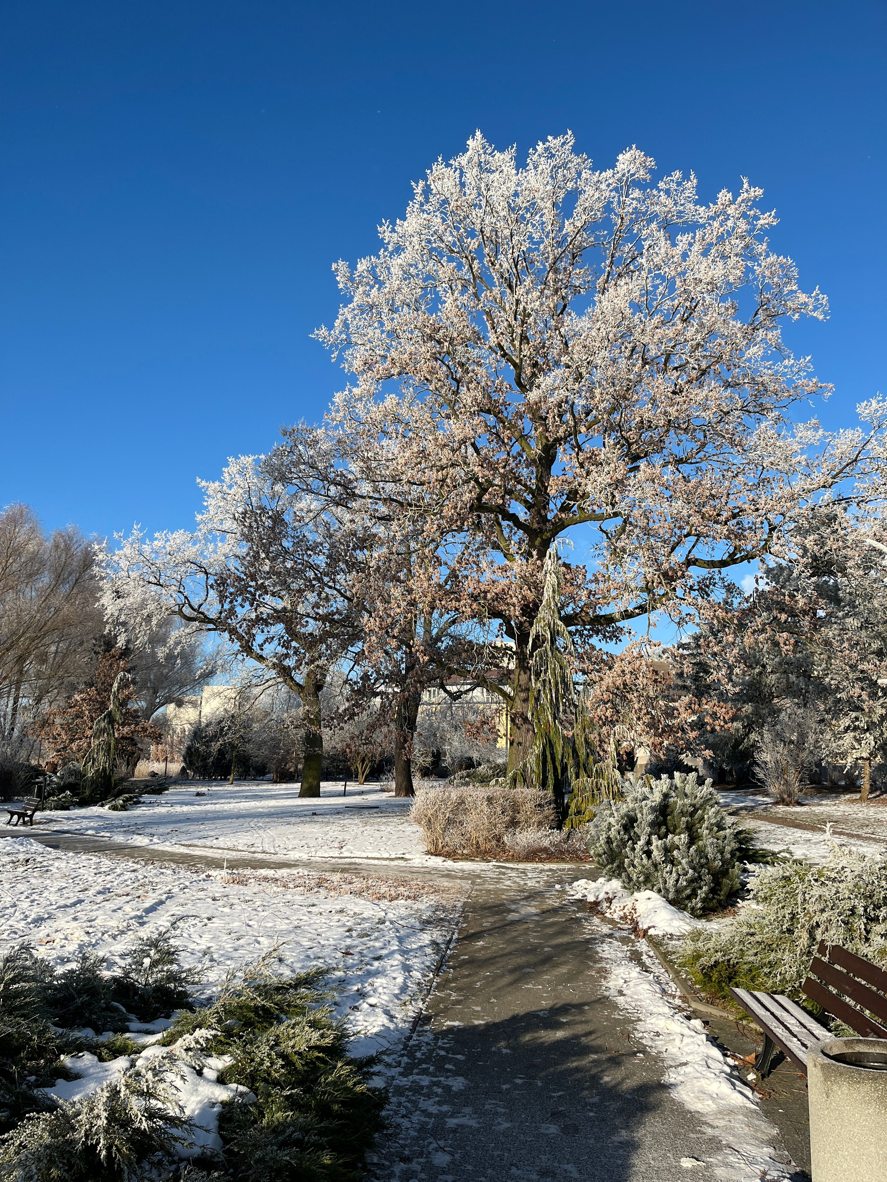 Winter Trees in Sztum Park Scenic View · Free Stock Photo