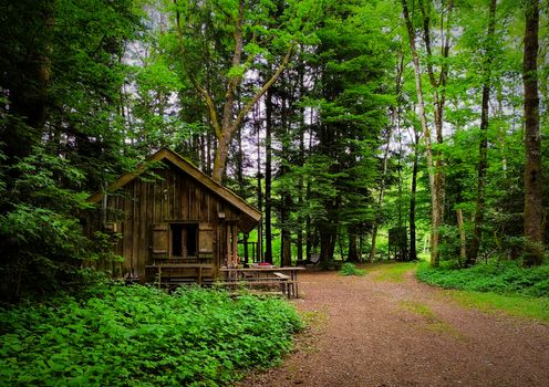 Explore a serene wooden cabin nestled in a vibrant green forest, perfect for nature retreats.