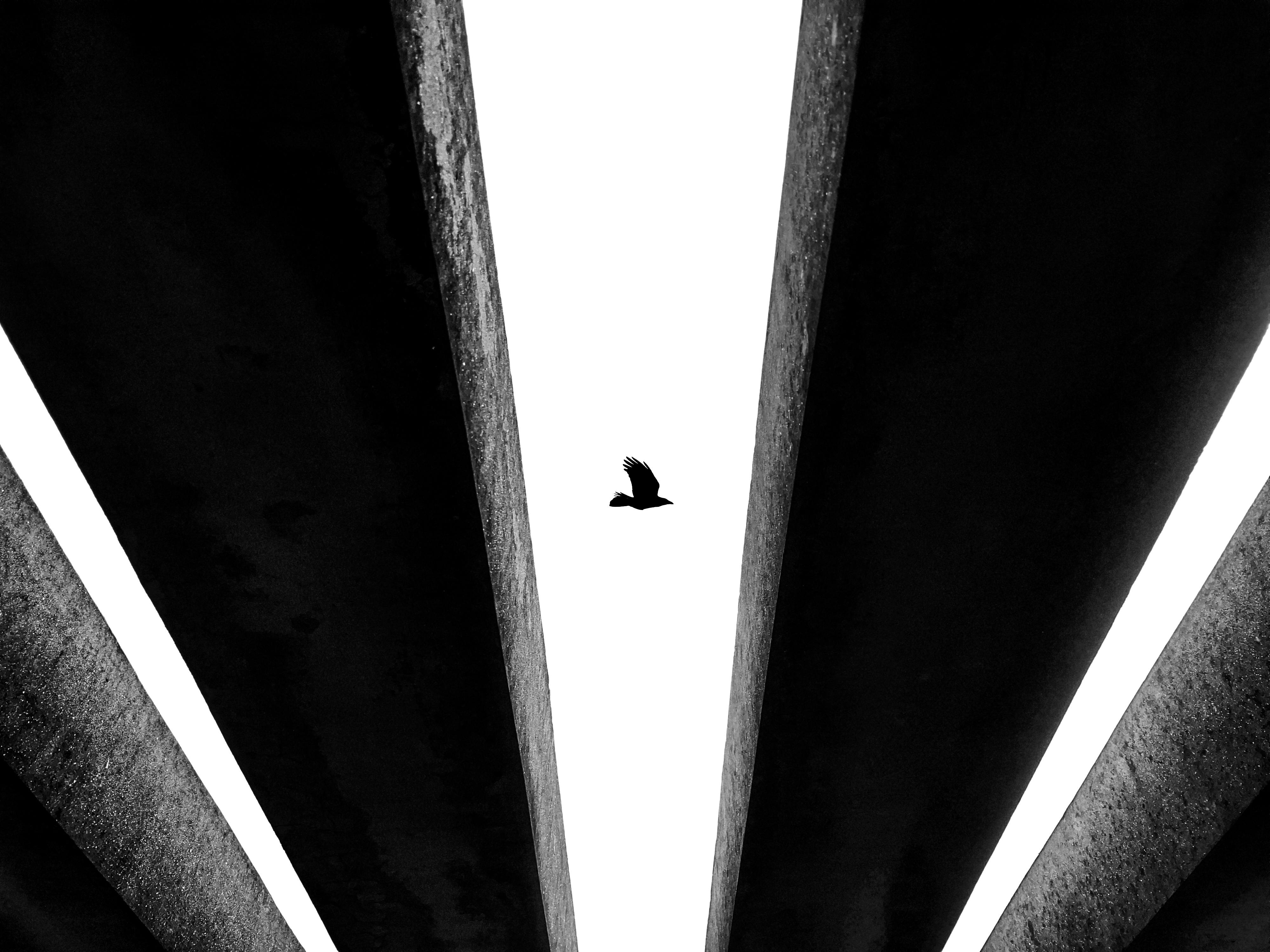 Black and white photo of a bird flying between structural beams.