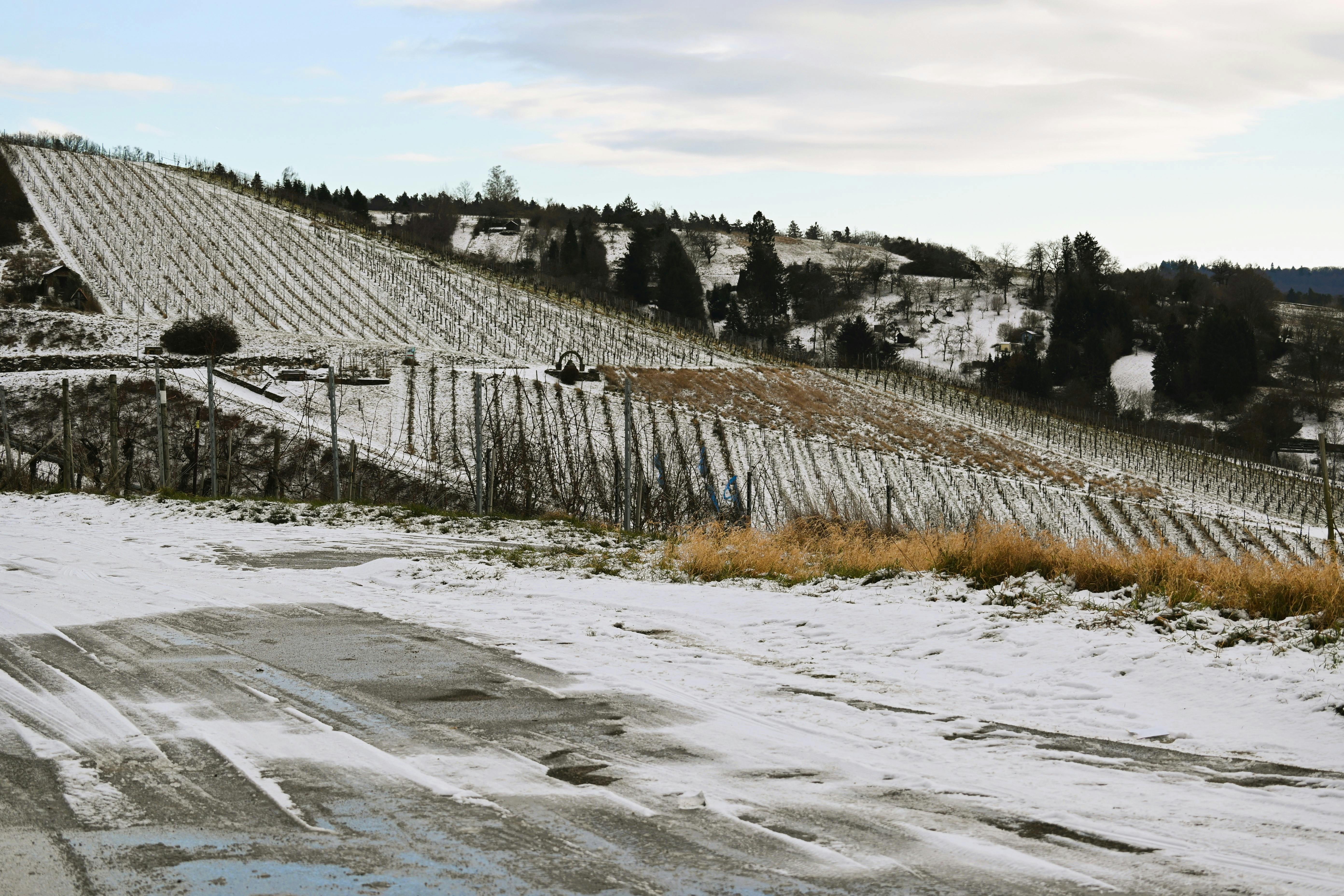 Vignobles de la Moselle