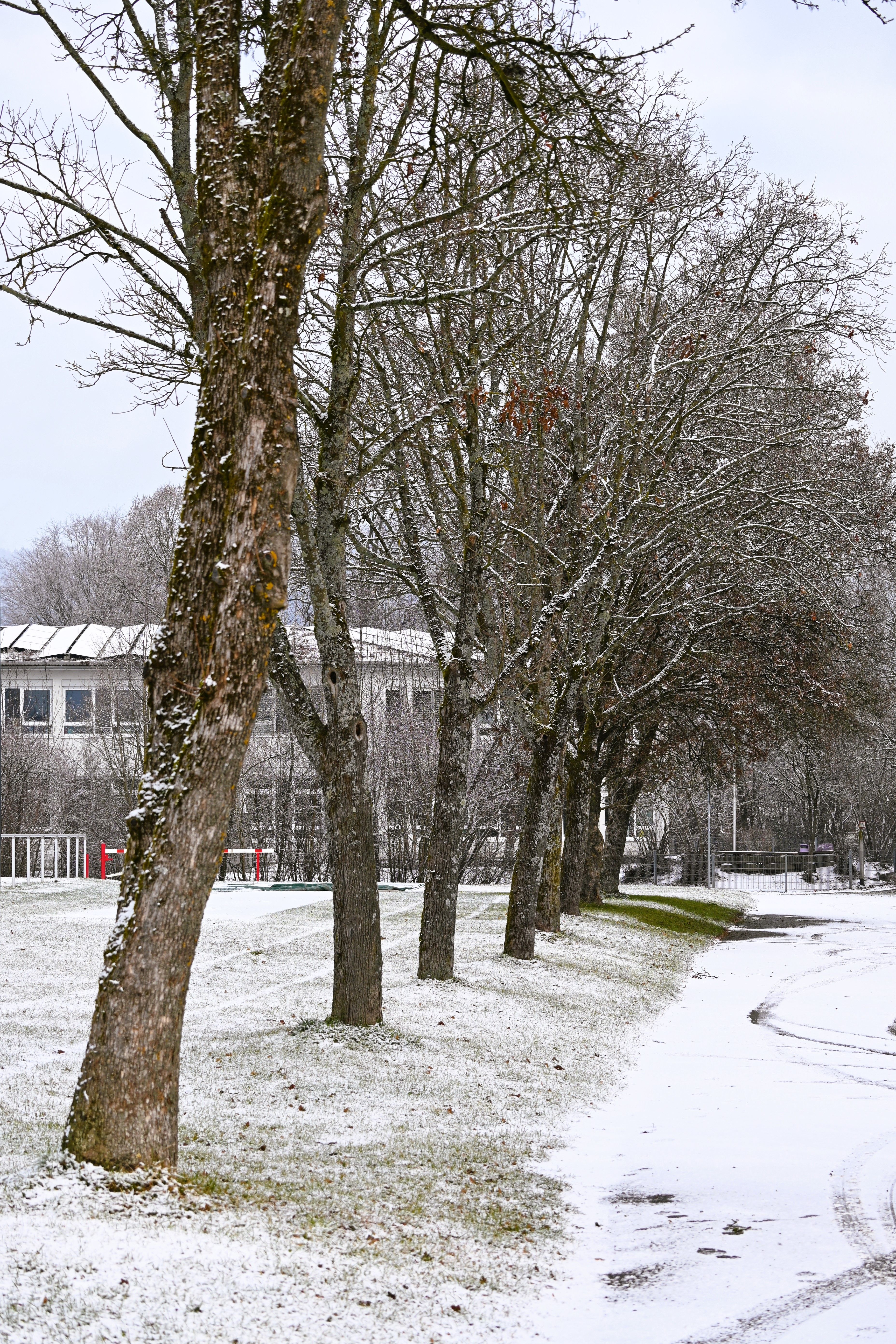 Line of snow-covered trees in a winter landscape, Baden-Württemberg, Germany.