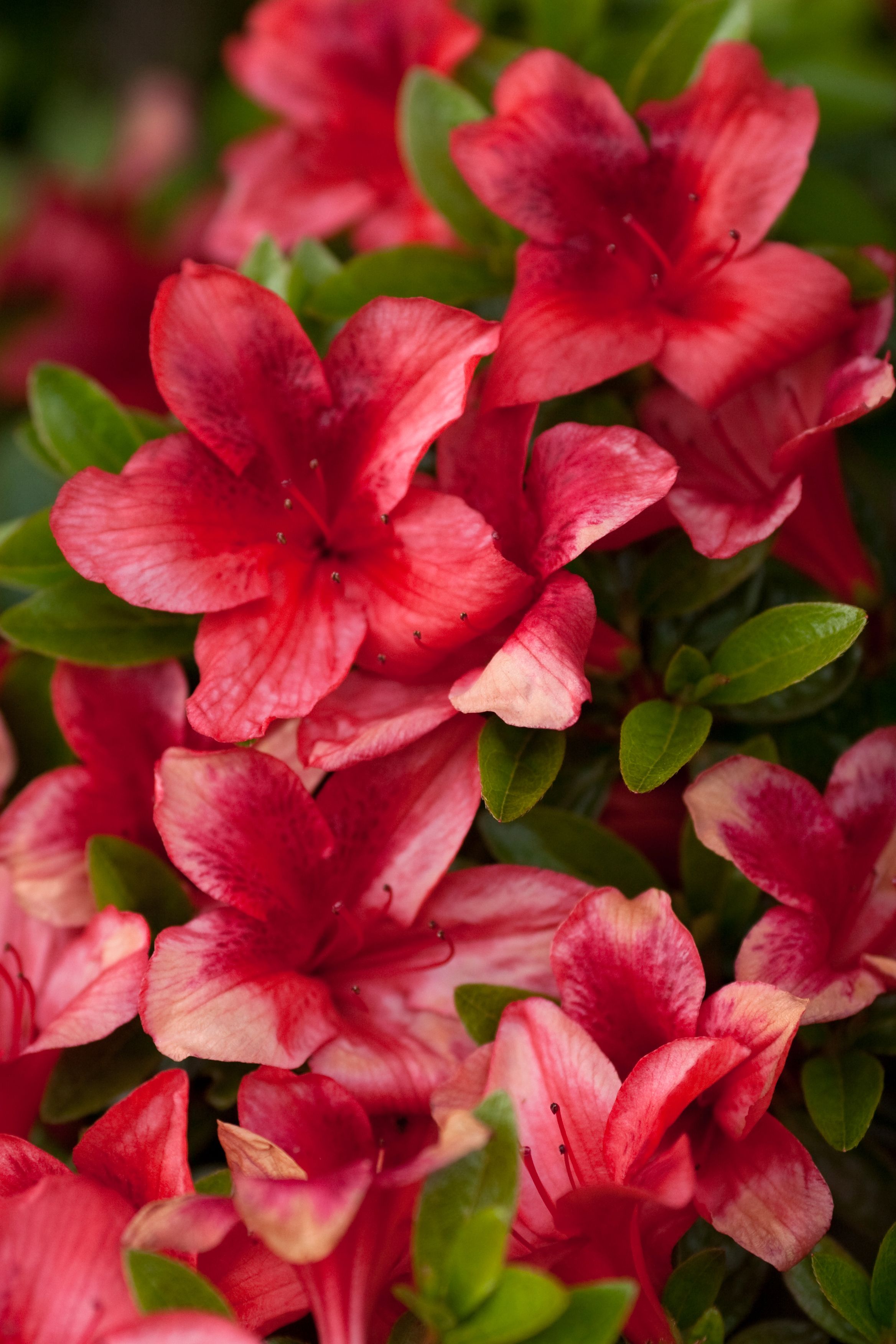 choosing the right Season for Pruning Azaleas