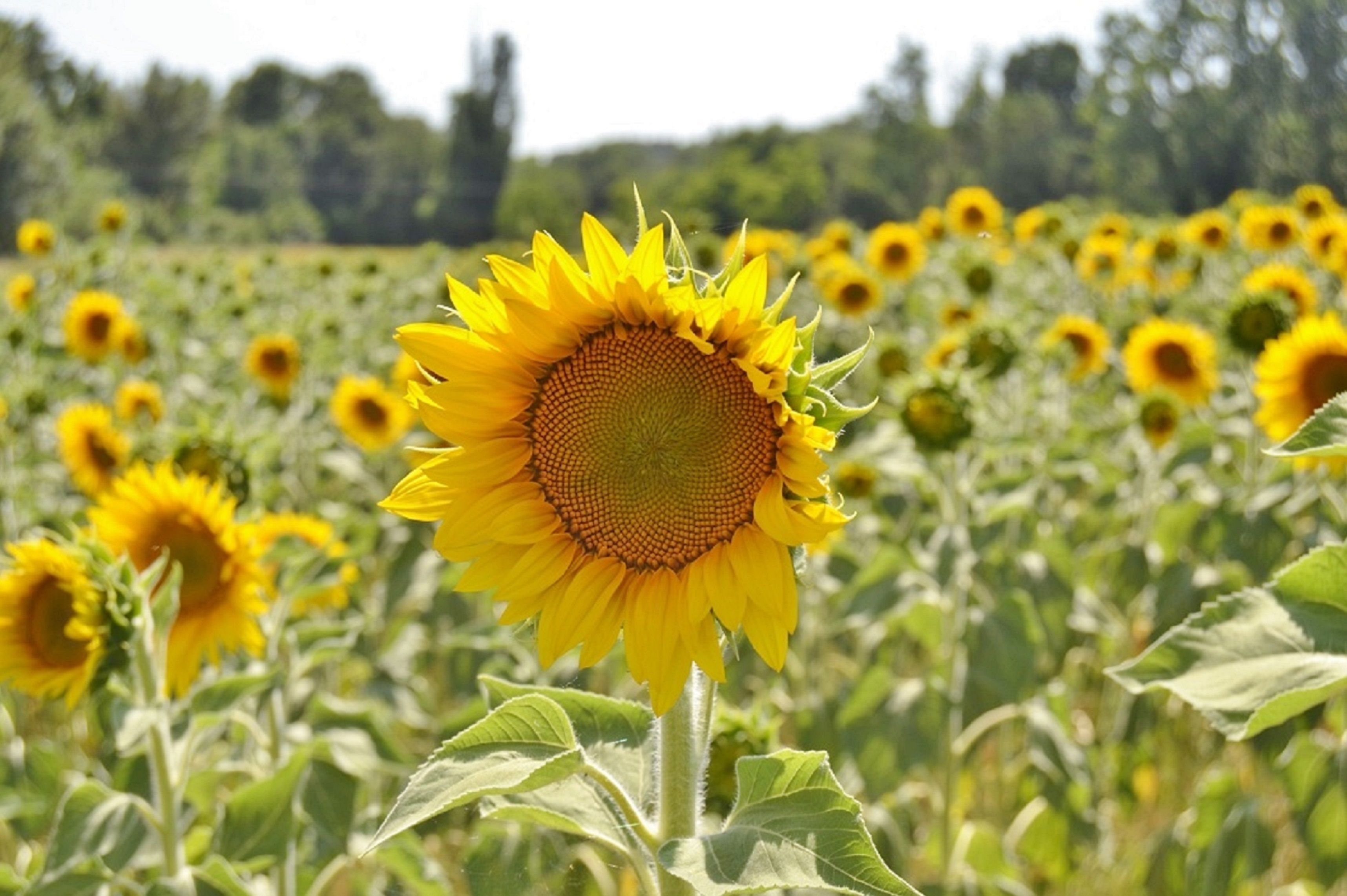 Vibrant Sunflower Field in Full Bloom · Free Stock Photo