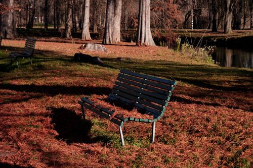 Free Peaceful autumn park in Milan with empty benches and fallen leaves, capturing serene solitude. Stock Photo