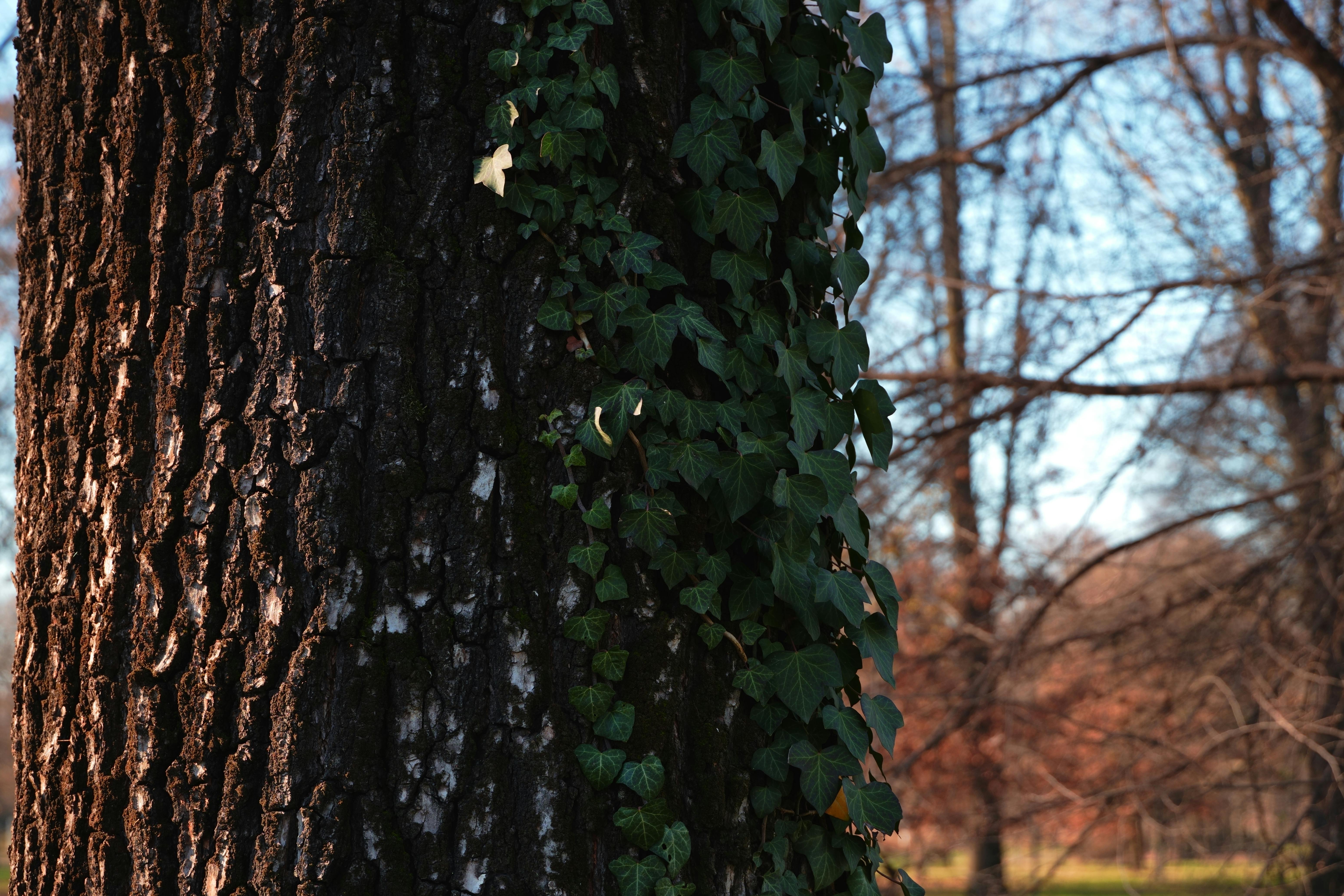 Ivy climbing a tree trunk