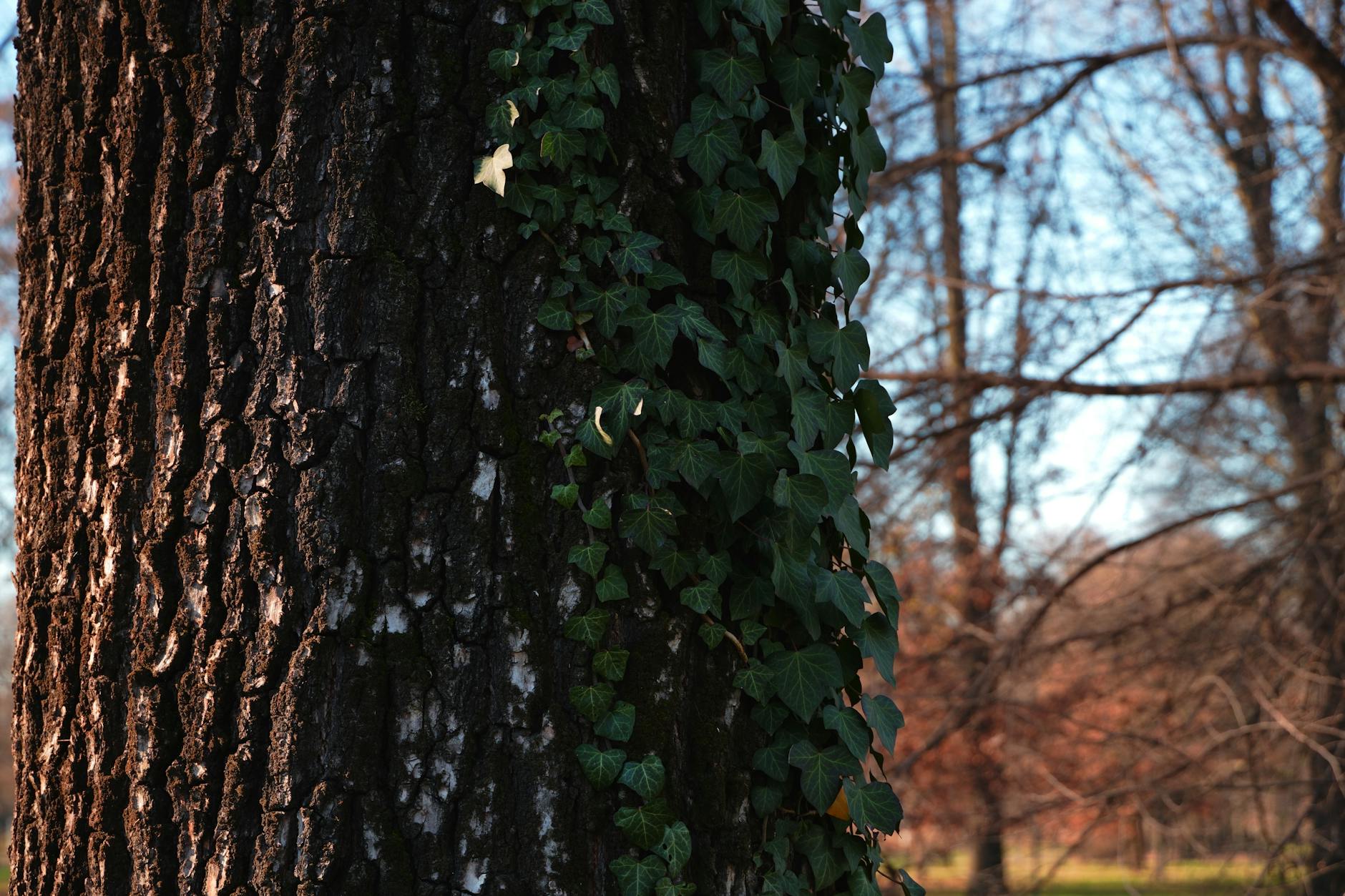 Ivy climbing a tree trunk