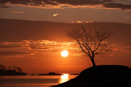 Beautiful sunrise at Cove Island Park in Stamford, Connecticut, showcasing a silhouette of a tree against the vibrant sky.