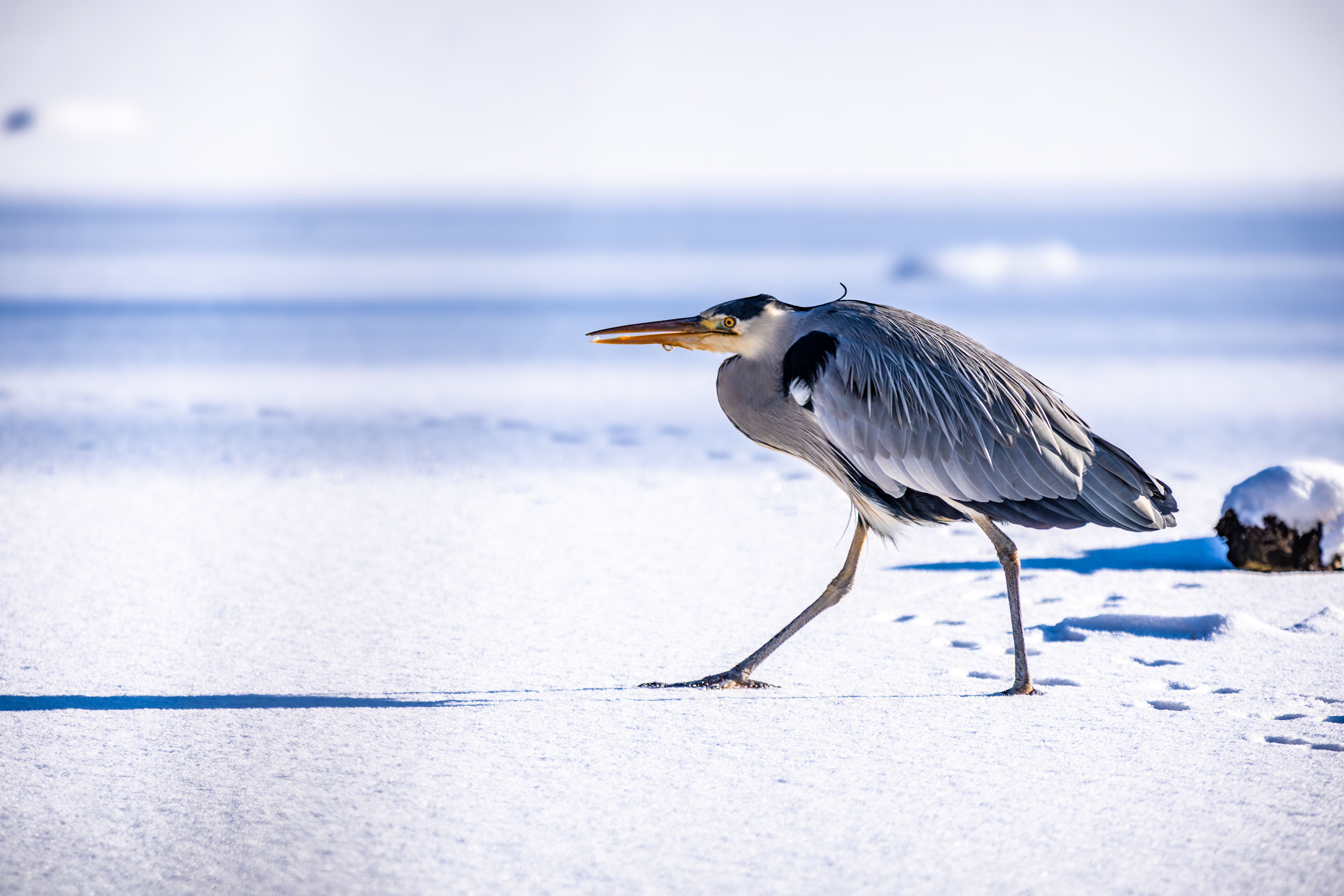 gratis Een elegante grijze reiger wandelt door een besneeuwd landschap in een park in Berlijn tijdens de winter. Scherpe details vastgelegd. Stockfoto