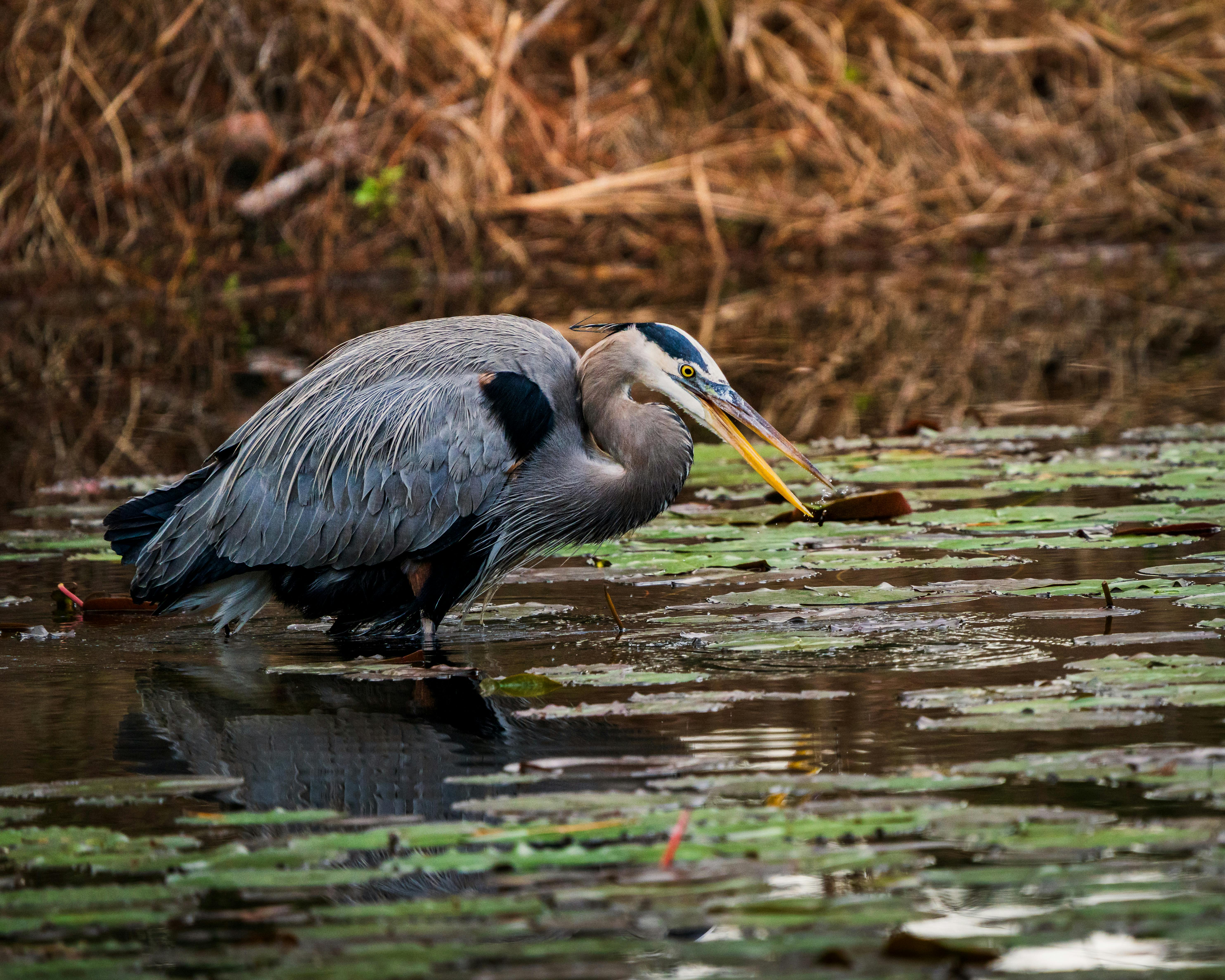 Bird hunting games downloads