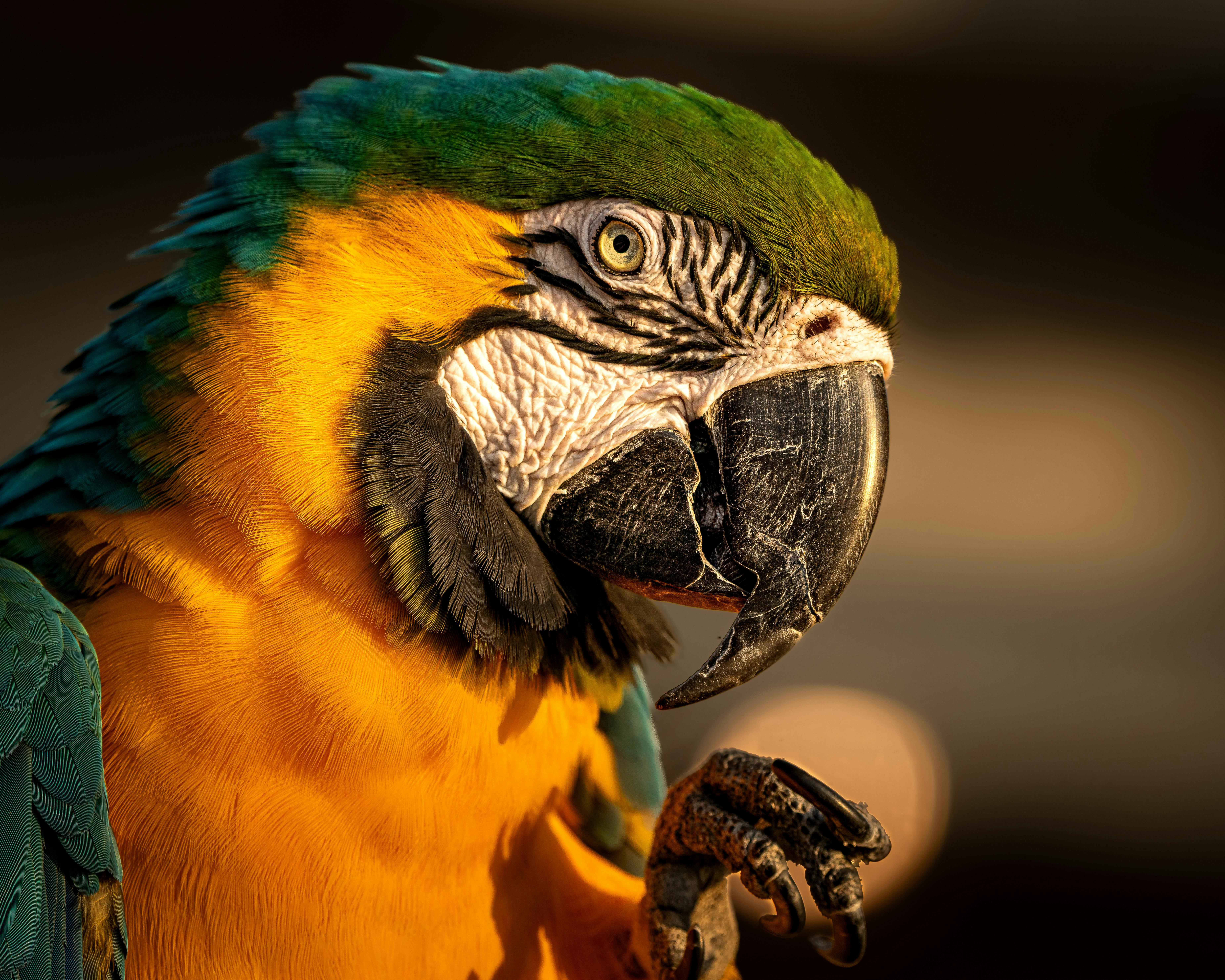 Detailed close-up of a blue-and-yellow macaw parrot with vibrant colors and intricate feathers.