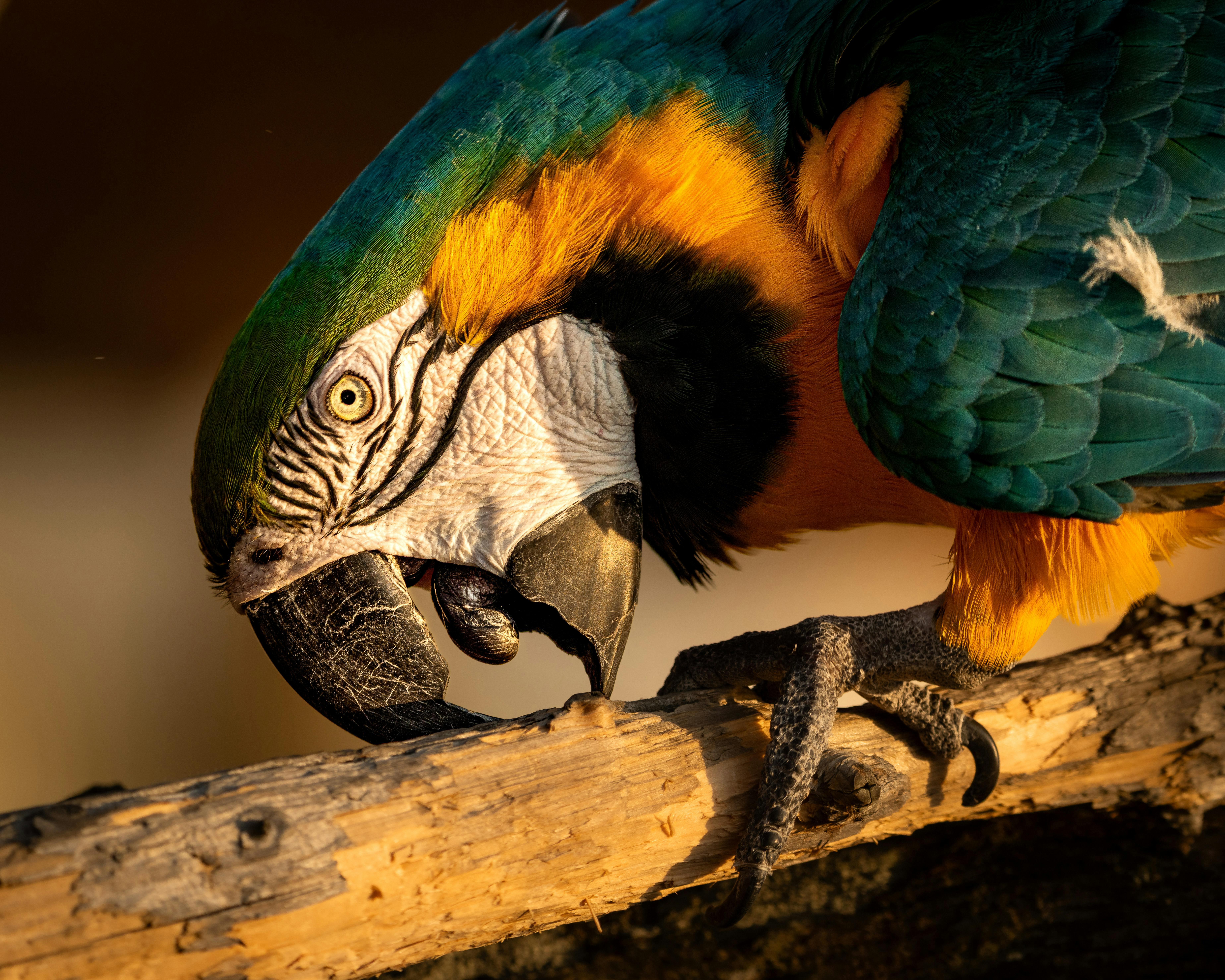 A vibrant blue and gold macaw perches on a branch in golden sunlight.