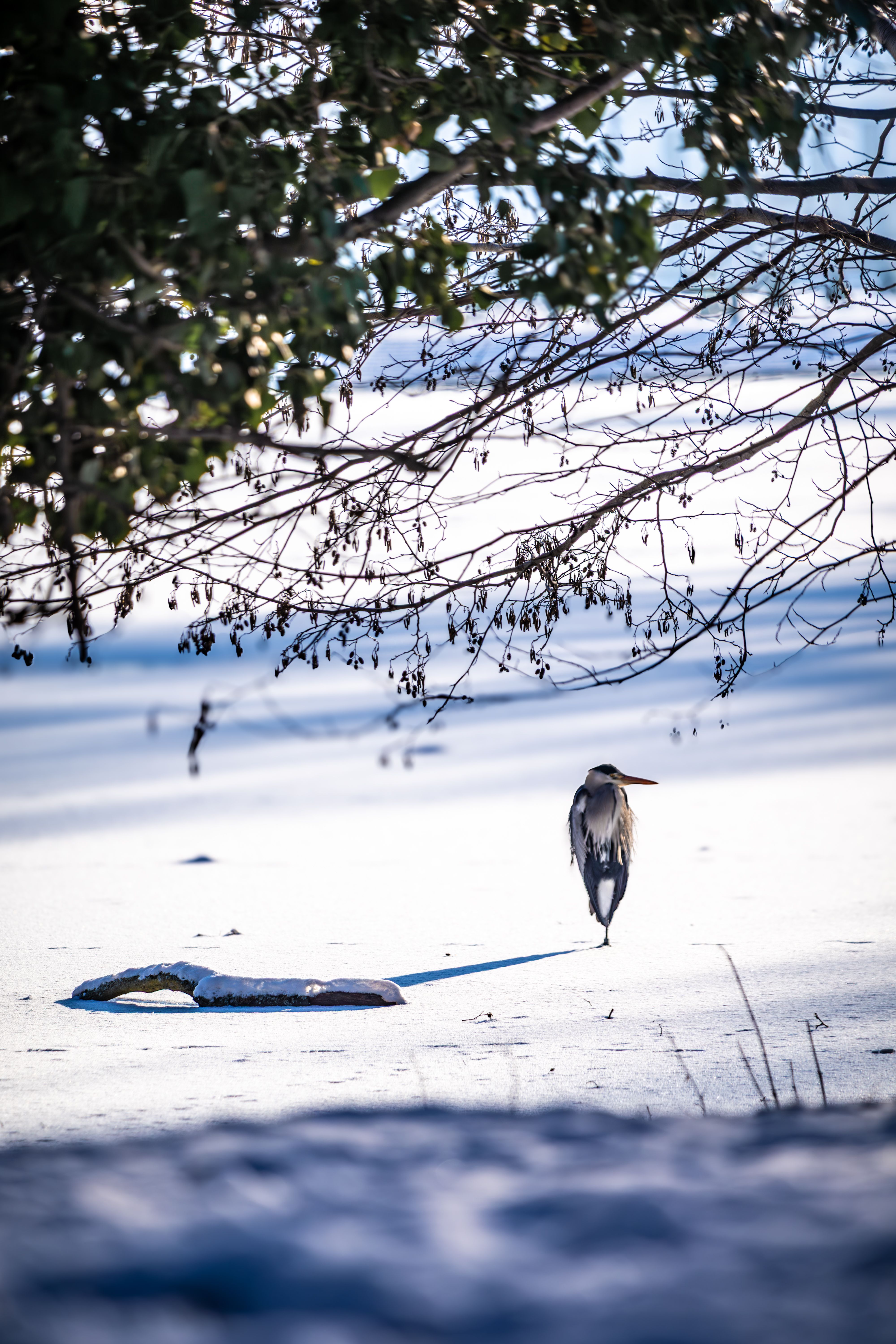 gratis Een eenzame reiger staat elegant in een besneeuwd landschap in Berlijn. Stockfoto