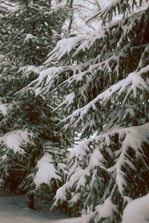 Free Serene snow-laden pine trees creating a winter wonderland. Stock Photo