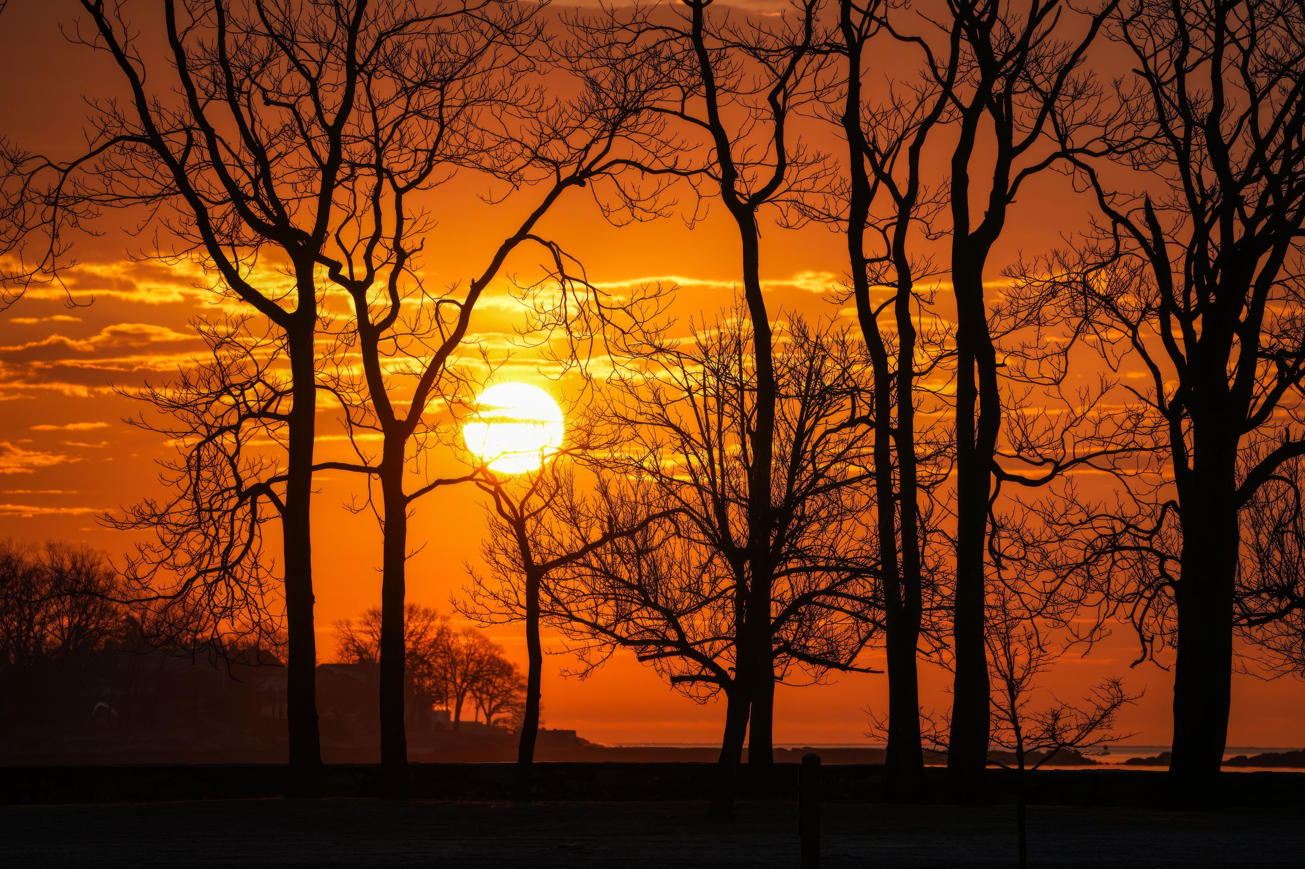 Vibrant Sunset Through Bare Trees Silhouette · Free Stock Photo