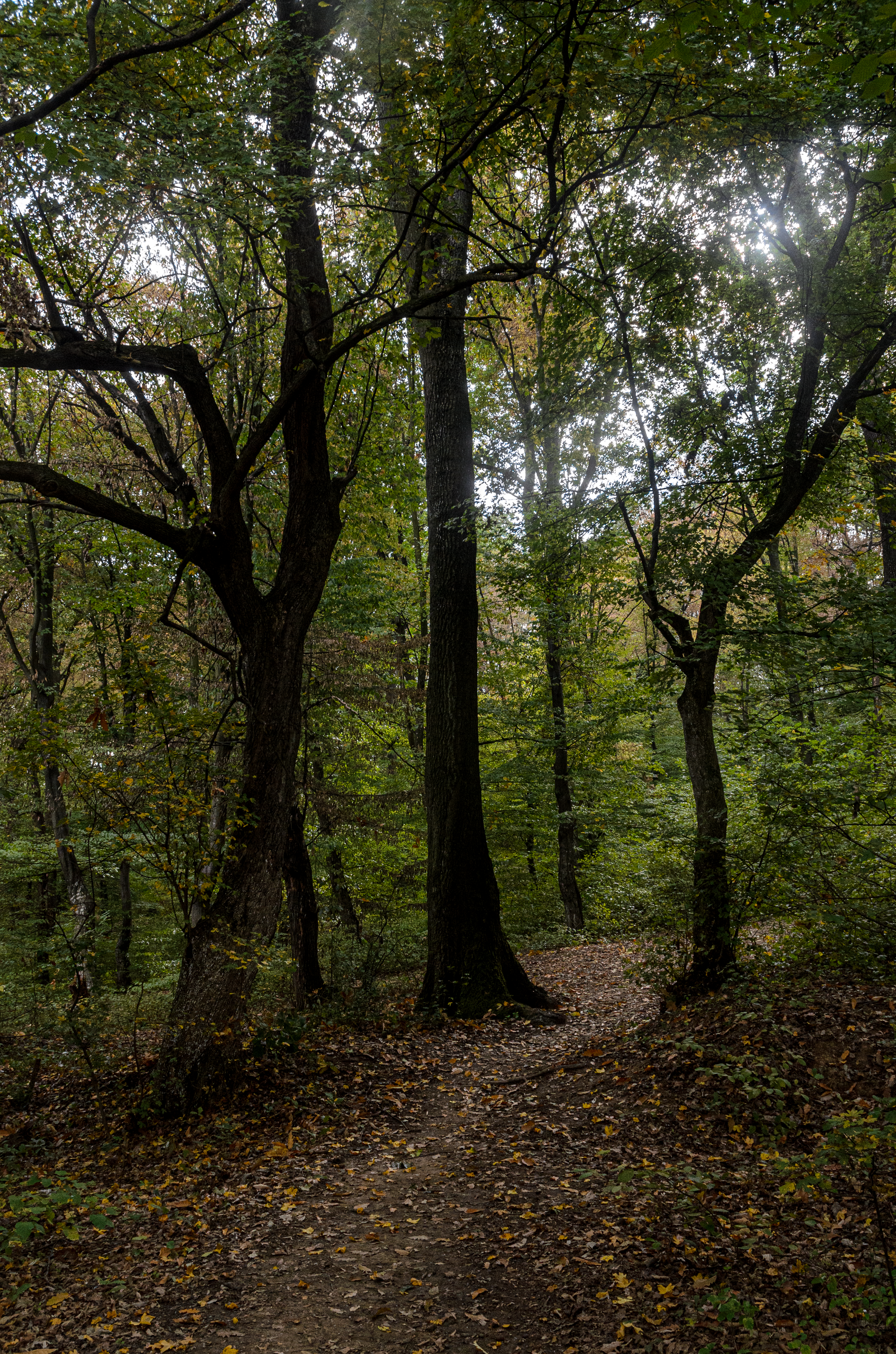 Serene Forest Path in Čačak, Serbia · Free Stock Photo