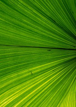 Detailed close-up of a radiant green palm leaf showcasing natural texture.