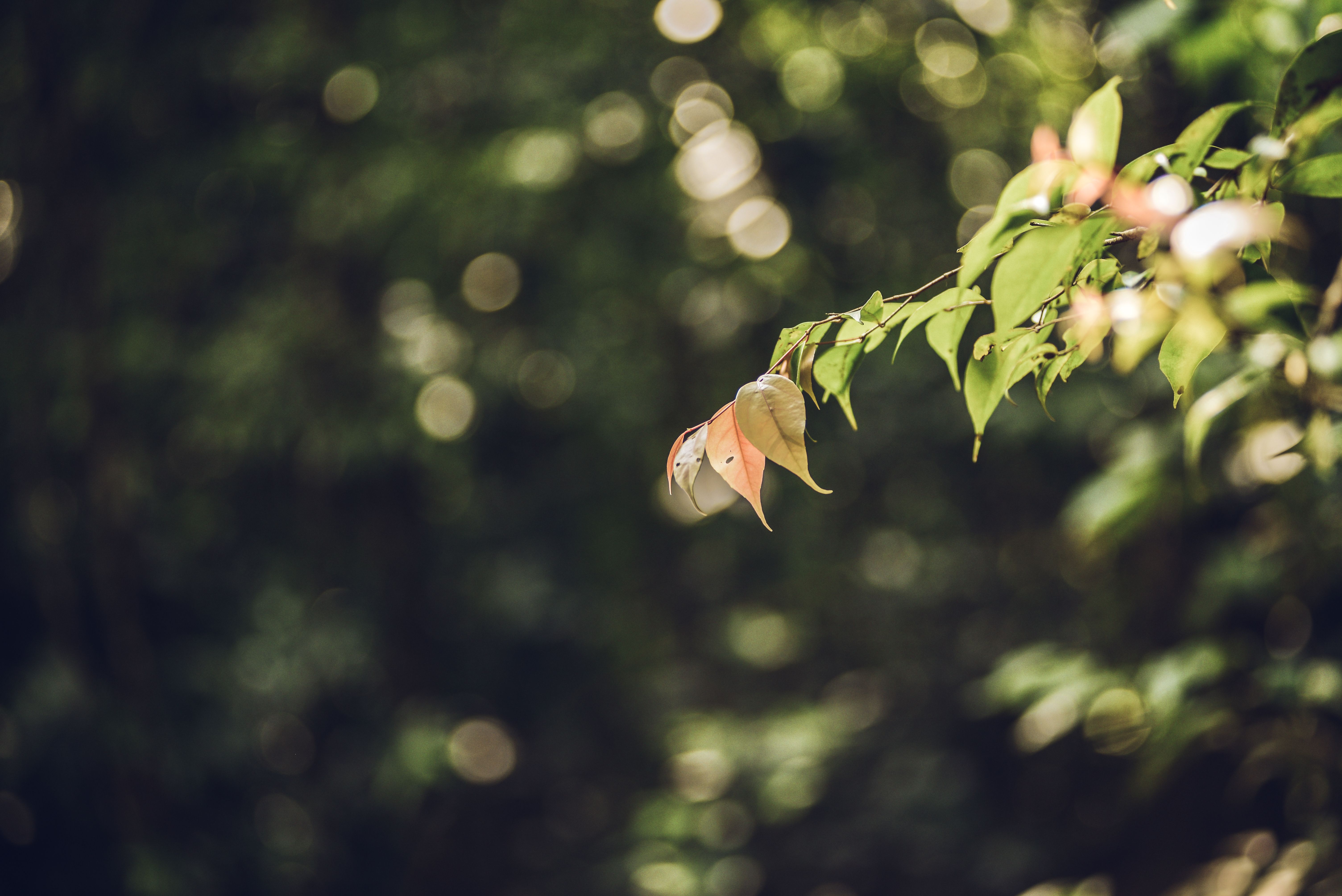 Close-up of Leaves with Bokeh Background · Free Stock Photo