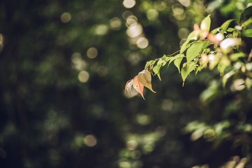 Free Detailed shot of leaves with a blurred bokeh background, showcasing nature's beauty. Stock Photo