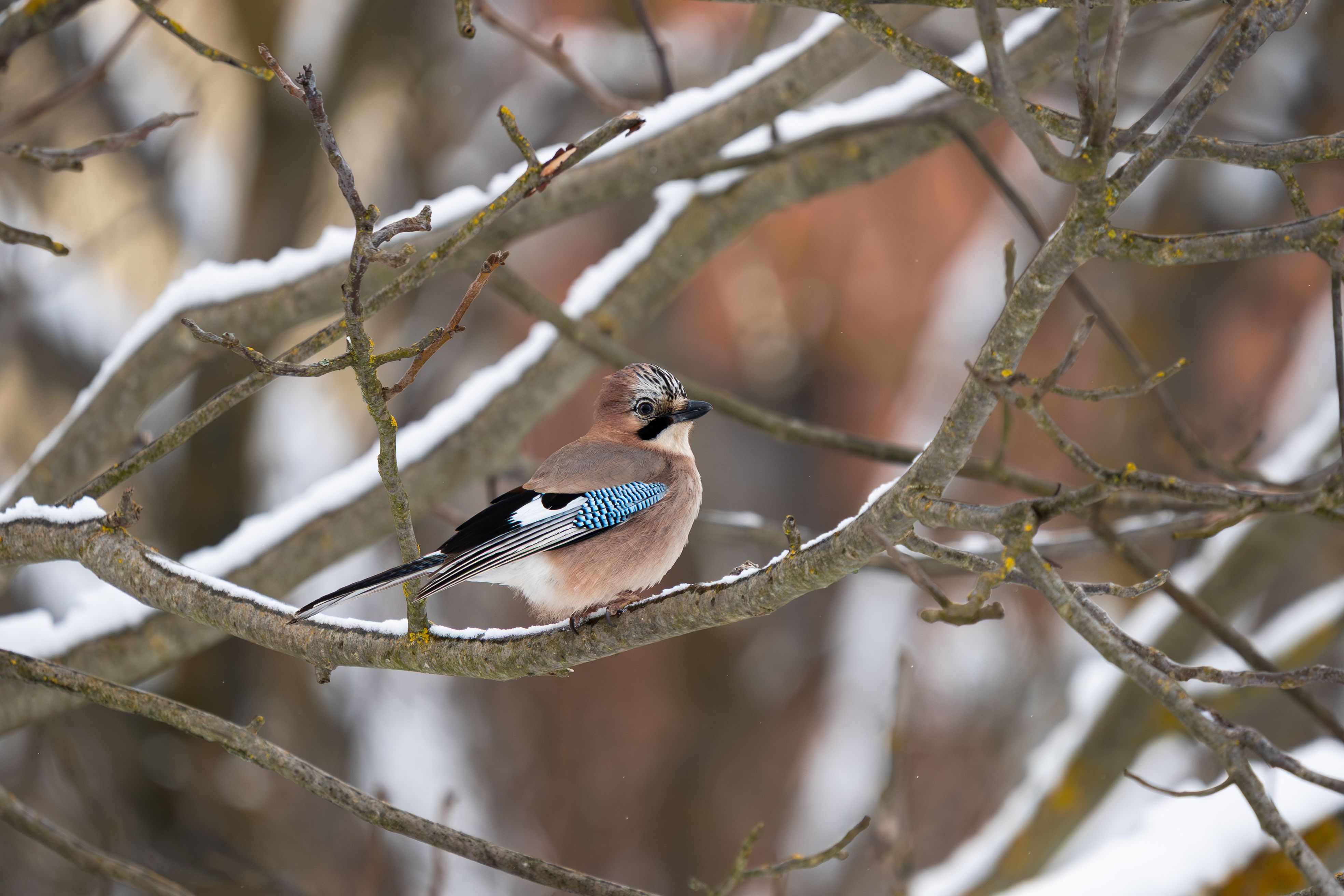 Eurasian Jay Perched on Snow-Covered Branch in Winter · Free Stock Photo