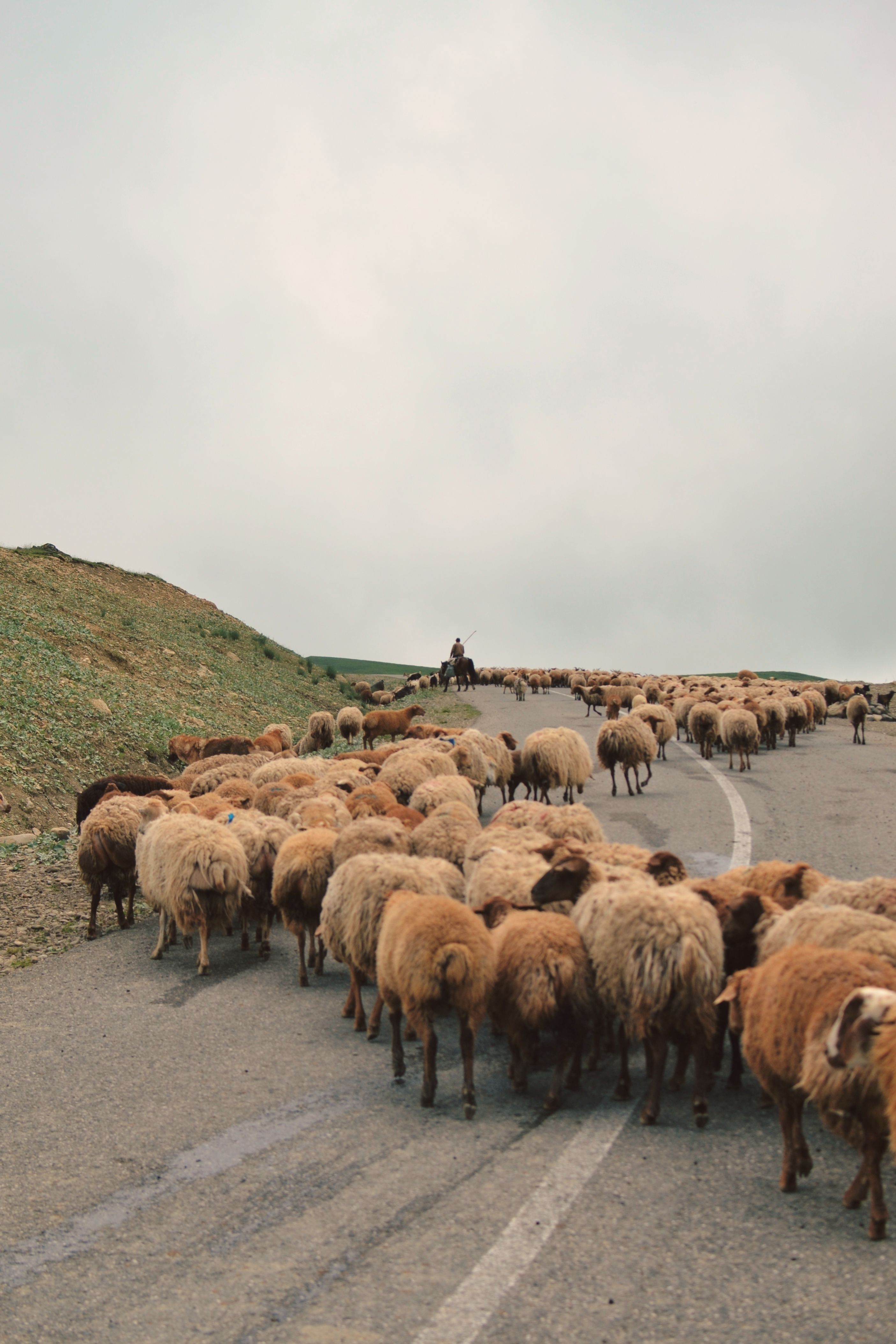 Herd of Sheep Walking on Countryside Road · Free Stock Photo
