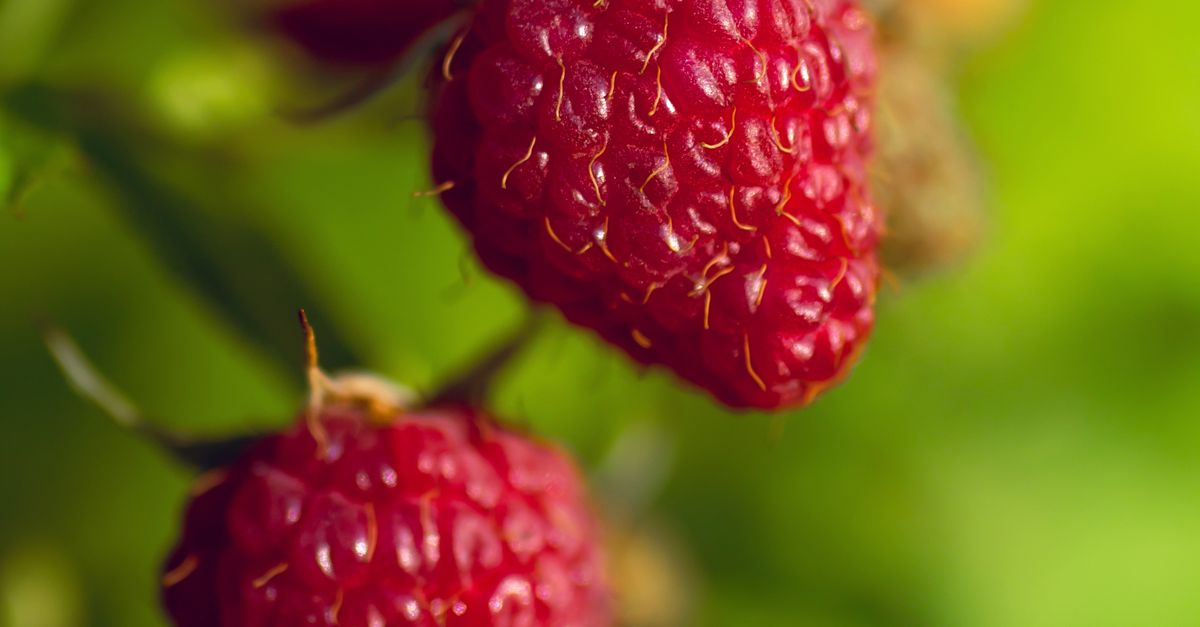 Close-Up of Ripe Red Raspberries on the Vine · Free Stock Photo