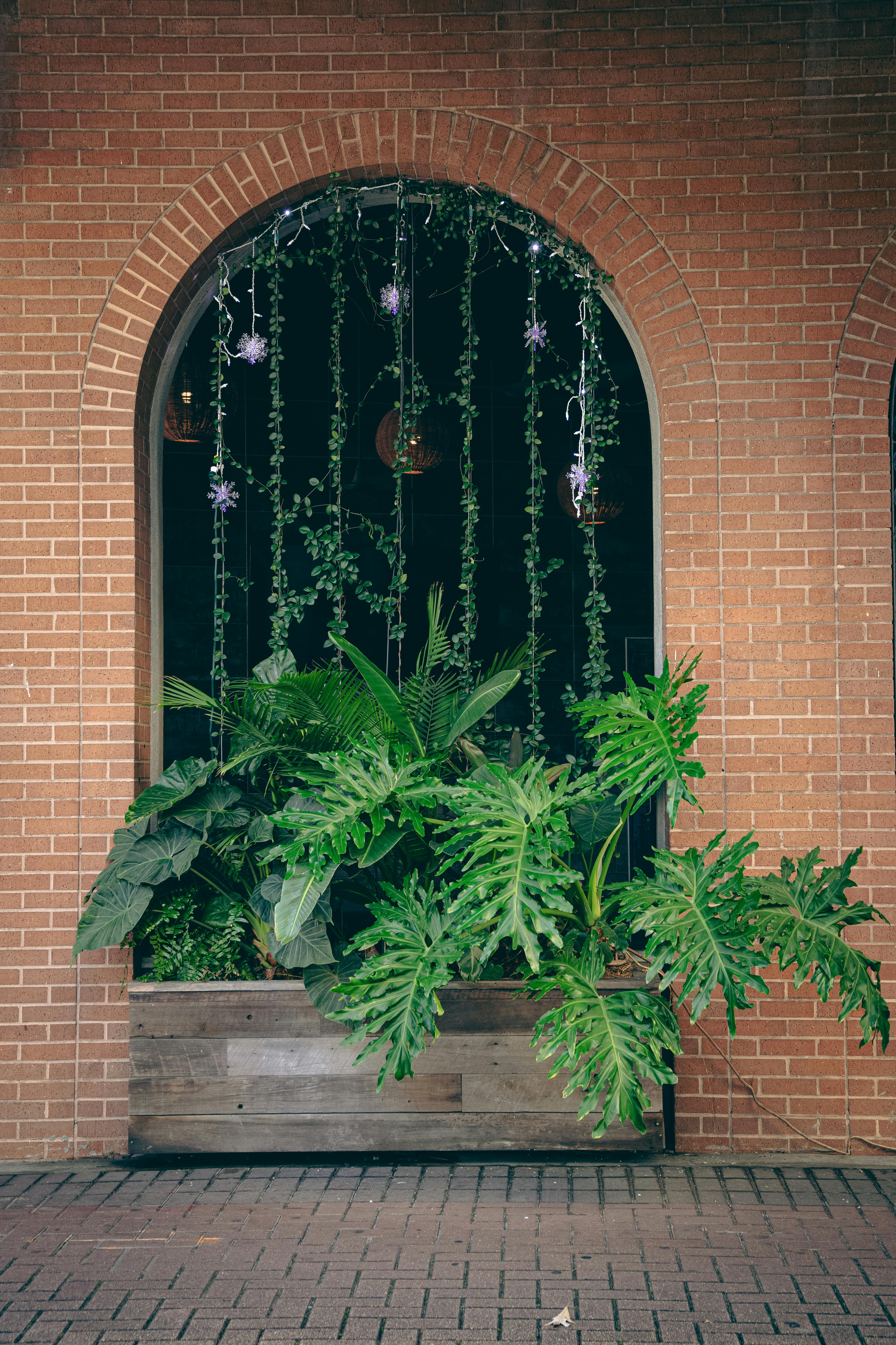Gratuit Plante verzi vibrante se revarsă sub o arcadă din cărămidă în New Orleans. Scenă urbană cu vegetație. Fotografie de stoc