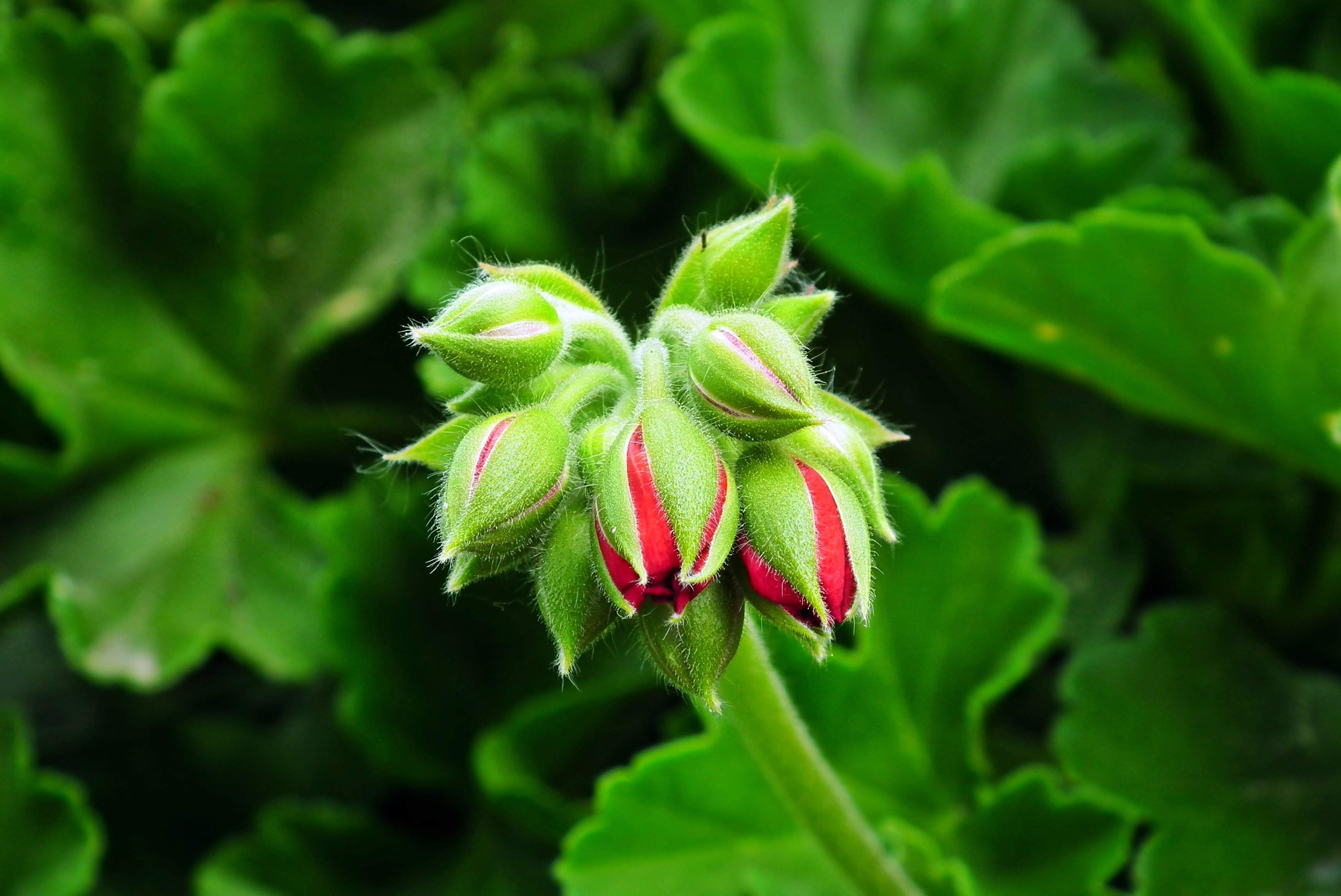 Close-Up of Geranium Buds in Blooming Stage · Free Stock Photo